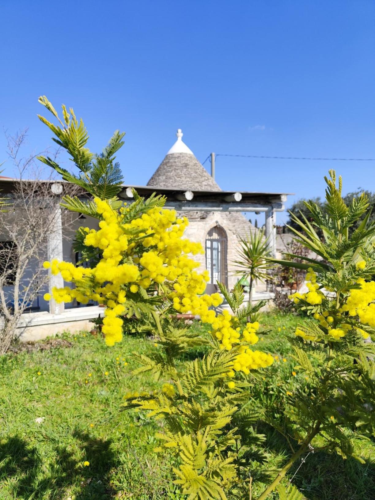 Trullo Il Zippo In Zippitello Villa Alberobello Kültér fotó